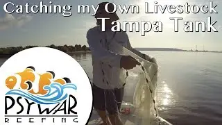 Tampa Tank - Catching My Own Livestock