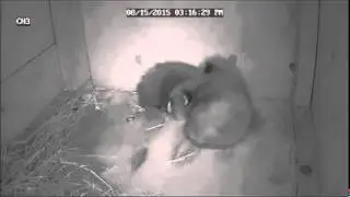 Utica Zoo releases video of two red panda cubs born at the zoo