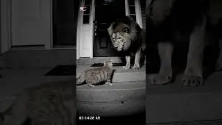 Poor Cat fight with King Lion  #shorts #catvslion
