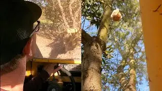 Almond Tree Harvest | Part 1 Shaking | Shaking Almond Trees to harvest | Shock Wave Shaker