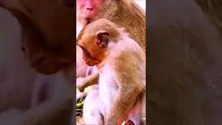 SweetPea Wants Milk But Was Rejected #shorts