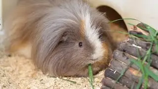 Meerschweinchchen Nahrung 