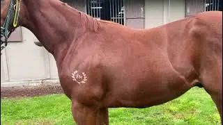 Shane Nichols Racing - Selecting a Yearling
