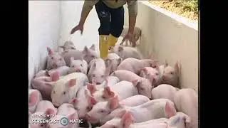 INSTALACIONES CERDOS 3