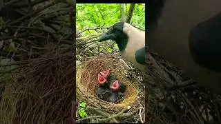 Eagle Attack On Nest #eagles #attack #shorts