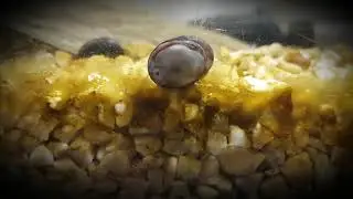 snail military helmet vs algae (diatoms)