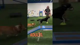 Where is Your Dog on the Social Scale? #dallasdogtraining