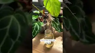 How to reroot a stephania erecta stem? #shorts
