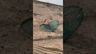 Vary Easy Bird Trap That Work 100% #shorts #youtubeshorts #ytshorts