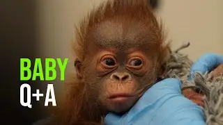 Baby Orangutan Q&A