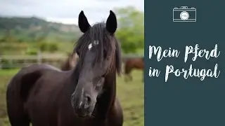 Mein Pferd in Portugal | Reiterreise