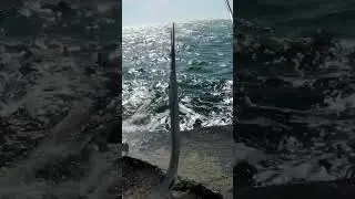 Garfish in the sun ☀️ #fishing #thisisfishing #catchandrelease #shorts #seafishing