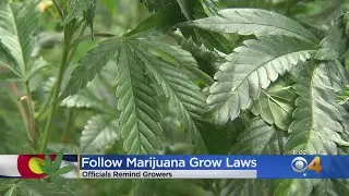 Denver Police Remind Pot Growers To Keep It Legal