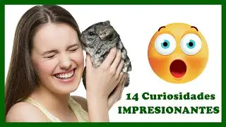 😲¡14 Curiosidades IMPRESIONANTES sobre las Chinchillas!