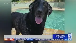 Dog years a myth? How old your dog actually is