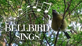 Bellbird | Korimako Bird Song - Lake Rotoiti, Nelson Lakes NP, New Zealand
