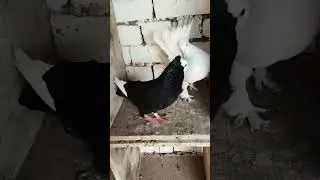 Black And White Kabootar || 2 Kabootar || Pigeon 💥😍🔥#Shorts