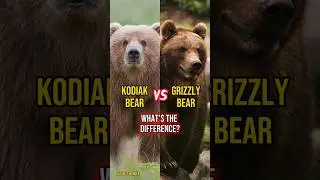 Kodiak bear vs Grizzly bear what's the difference? #kodiakbear #grizzlybear #kodiak #different #bear