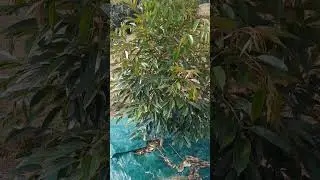 pertumbuhan yang luar biasa pohon durian jenis bawor