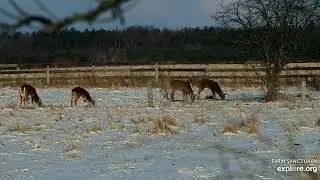 Farm Sanctuary Cattle Pond Pasture Deer afternoon 1222026 explore.org