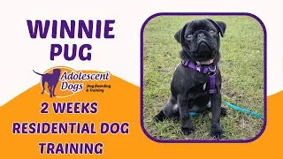 Winnie the Pug Puppy - 2 Weeks Residential Dog Training