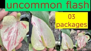 Uncommon flash 02 සහ mix package එක(0774786563)(01/27)