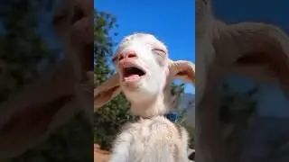 Laughing goat 🐐 #youtubeshorts