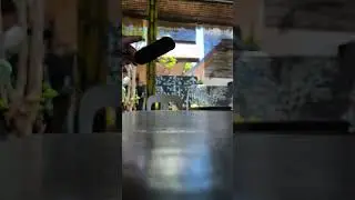 Rate my Tre Flip #fingerboard #blackrivertrucks #civilmade #illpills #shorts