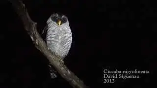 Ciccaba nigrolineata - Black and White Owl