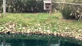 It&rsquo;s a Happy Duck day!