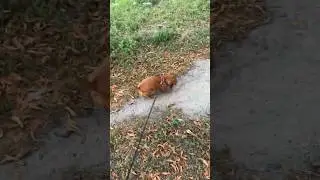 Czy Taksa śpi?.🔥🤣