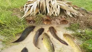 Amazing Boy Fishing - Cambodia Traditional Fishing - How To Catch Fish By Hand Part #6
