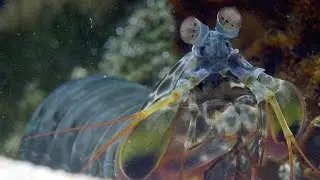 Watch This Male Mantis Shrimp Dance to Attract a Mate