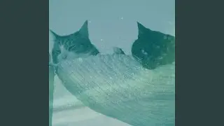 Background for Chilling Cats