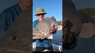 GIANT MURRAY COD 🤯 #giantfish #bass #lure#livescope #murraycod #viral #youtubeshorts