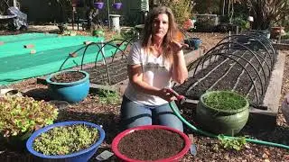 Sow and Grow Baby Lettuce in Containers