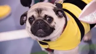 13th Annual Milwaukee Pug Fest Held Sunday
