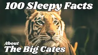 The Most Relaxing Facts About Dangerous Big Cats to Fall Asleep To