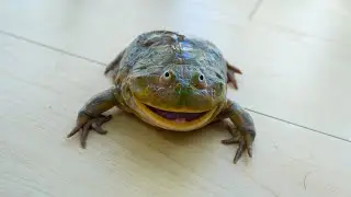 My Frog Hates Shower | Screaming Budgett's Frog