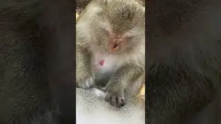 Watch This Monkey's Gentle Grooming Ritua