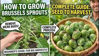 How to Grow Brussels Sprouts at Home (Seed to Harvest, Step by Step)