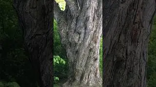 Huge Silver Maple Tree