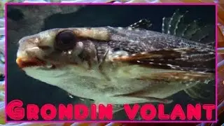 Dactylopterus volitans (Linnaeus, 1758) -HD- Grondin volant - Aquarium de Paris - 01/2015