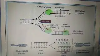 la r&eacute;plication de l'ADN
