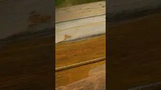 4 Types of Stains for Wood Decks