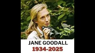Dame Jane Goodall revolutionised our understanding of our closest primate cousins