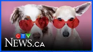 A popular Maritime brewery is hosting a dog wedding