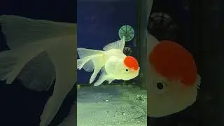 Goldfish Can Live Over 40 Years #aquariumhobby #aquarium #fishkeepinghobby #goldfish #fish