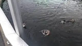 Atlanterhavsparken &Aring;lesund Aquarium