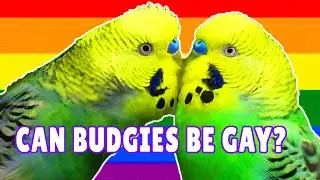 CAN BIRDS BE GAY? CAN BUDGIES BE GAY? Is This Natural? Happy Budgies